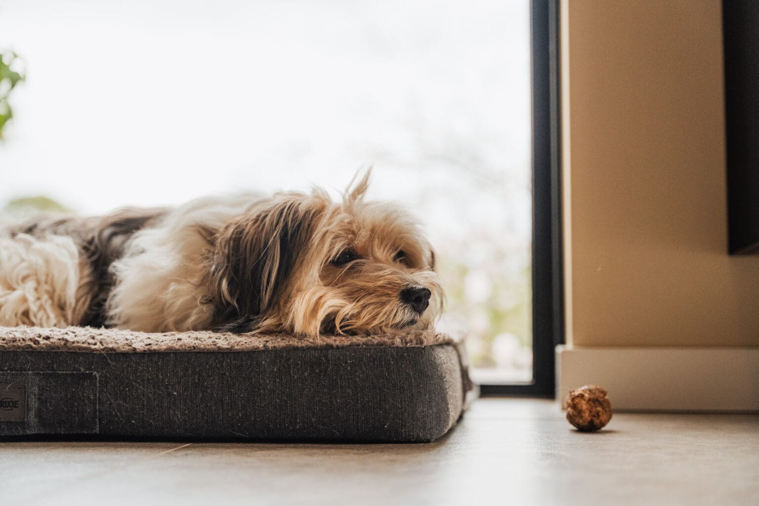 Hond op zijn mand bij de glaspui van de woonkamer